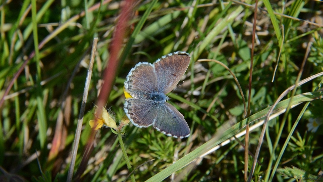 Scolitantides orion ?  No,  Pseudophilotes baton